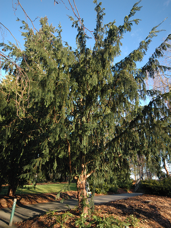 Taxus baccata 'Dovastoniana' Taxus baccata 'Dovastoniana'